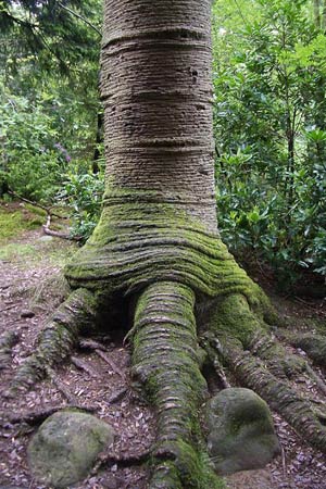 Charlie Boshie picture for Sony Unseen Britain