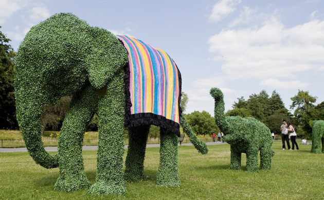 The Elephant Family on tour