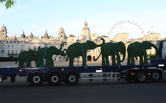The Elephant Family on tour