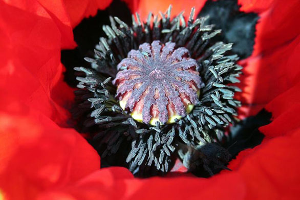 Photography competition entry