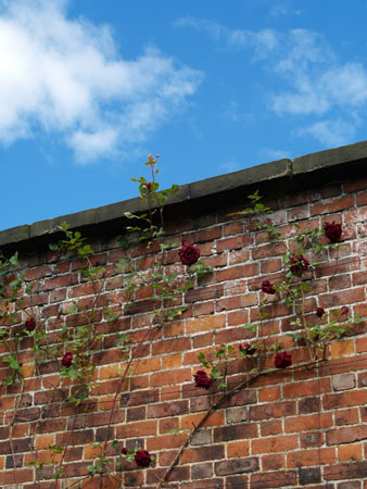 Photography competition entry