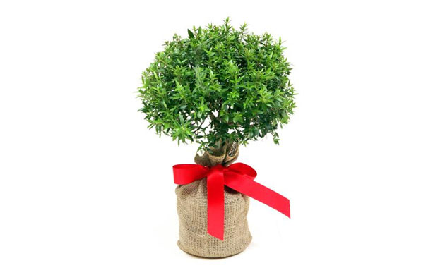 Christmas gifts: gifts for gardeners