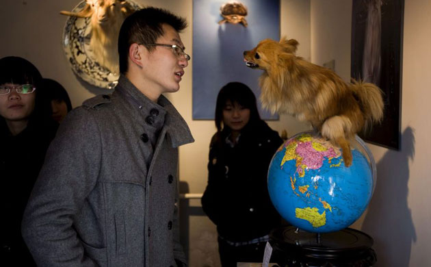 Jin Weijian's stuffed pets