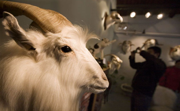 Jin Weijian's stuffed pets