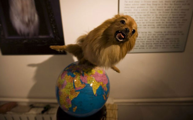 Jin Weijian's stuffed pets