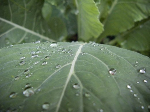 Sophie Isabella Cropley Russell