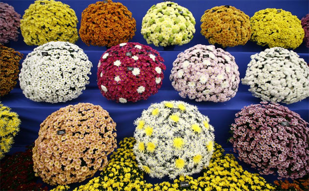 Chelsea Flower Show 2008