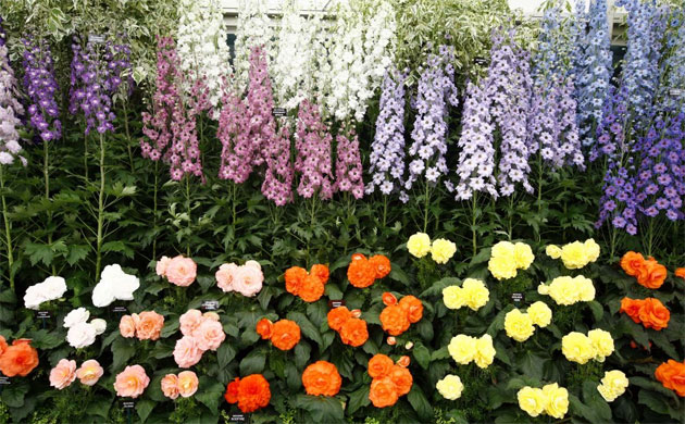 Chelsea Flower Show 2008