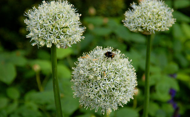Chelsea Flower Show 2008