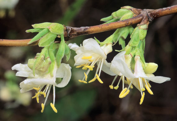 Lonicera fragrantissima