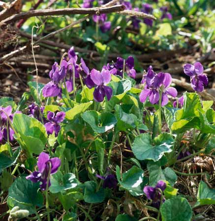 Viola odorata