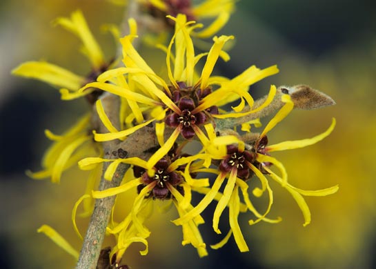 Hamamelis x intermedia