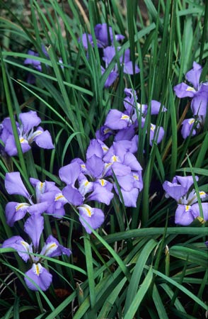 Iris unguicularis