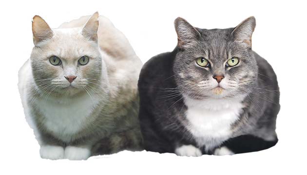 Ruth Rendell pieces of me