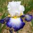 Chelsea's hot plants: Iris Coeur D'or