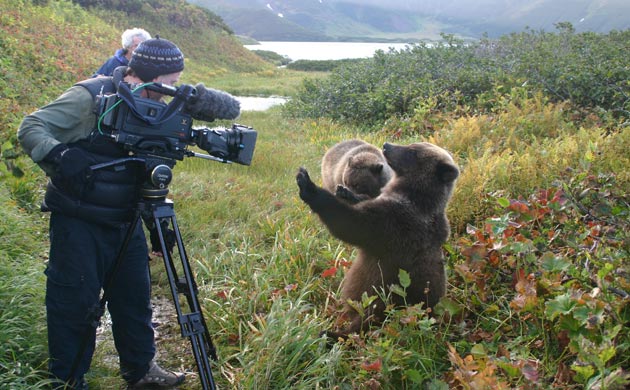 Bear being filmed
