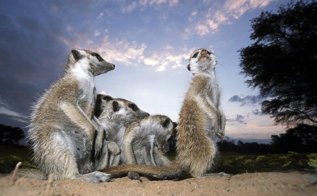 Meerkats