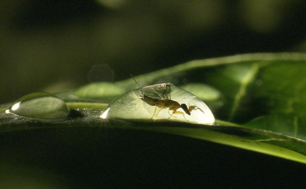 Wasp in dew