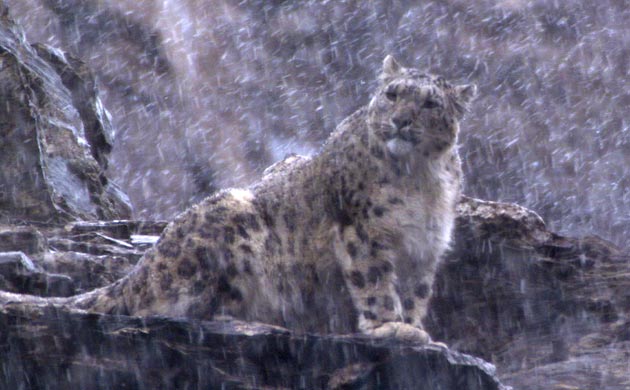 Snow leopard