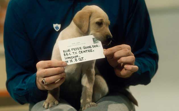 Blue Peter guide dog