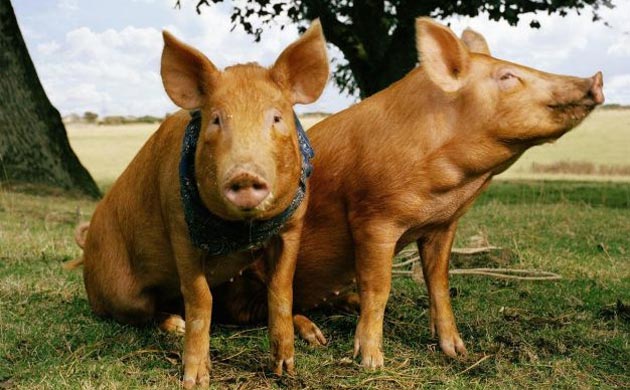 Silly season gallery