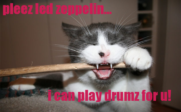 Drummer cat