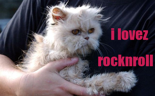 Rock cat