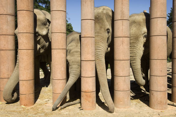 Security at Copenhagen Elephant House