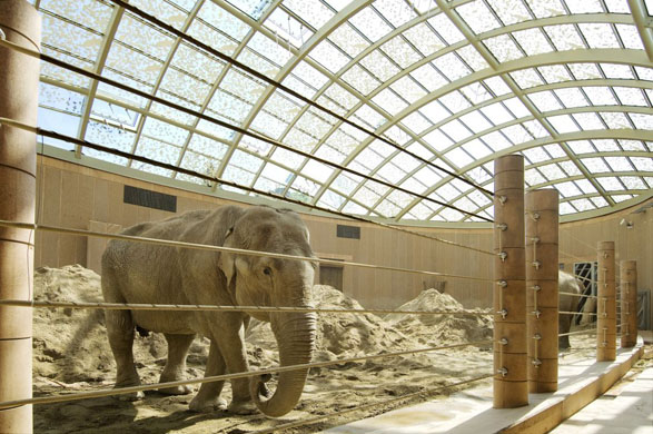 The glass roof of the Elephant House 