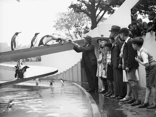 Penguin Pool at London Zoo 1936