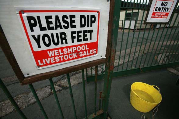 A sign urges visitors to use a footbath at the entrance to Welshpool livestock auction