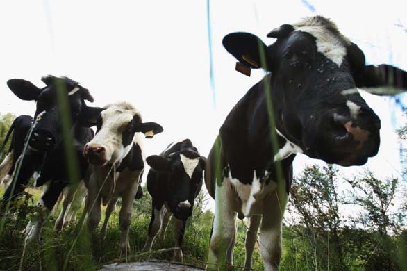 Cattle on a farm within a surveillance zone set up by the Defra