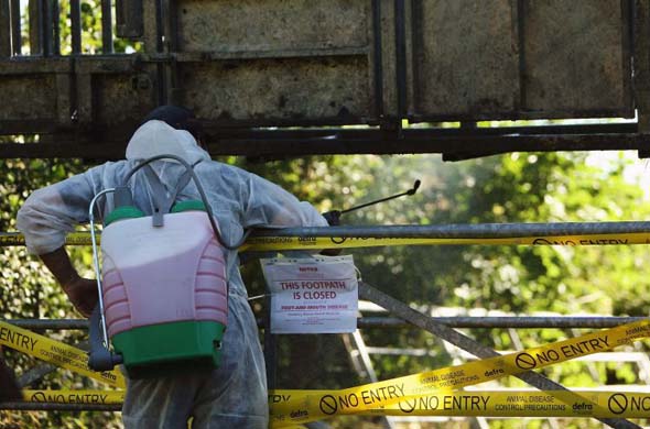 A worker decontaminates cattle equipment