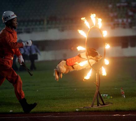 A rescue dog jumps through a fire loop