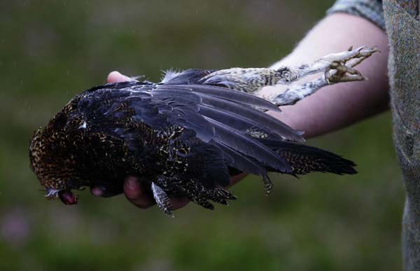 Gavin Hannan discovers a grouse killed by a fox