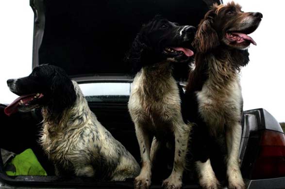 Finn, Midge and Spot in Glenaan