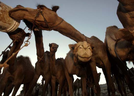 A group of camels crowd together during feeding time