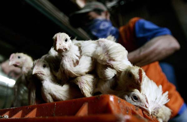 A worker ties chickens at a traditional farm