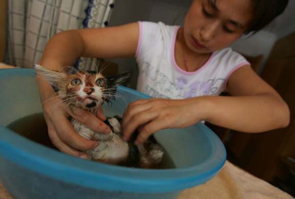 A resident cleans a stray cat