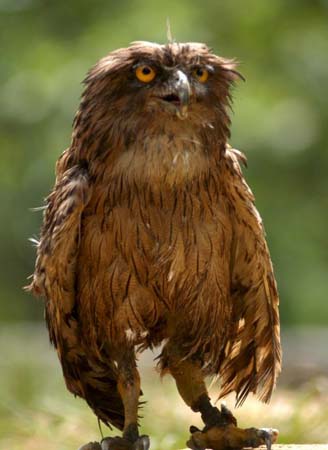 A brown fish owl at a zoo