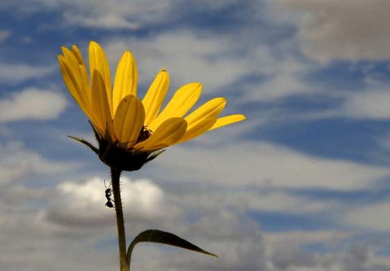 An ant climbs on a sunflower plant