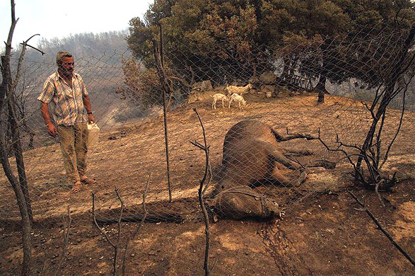 A man stands over his dead donkey in the village of Artemida, near Zacharo