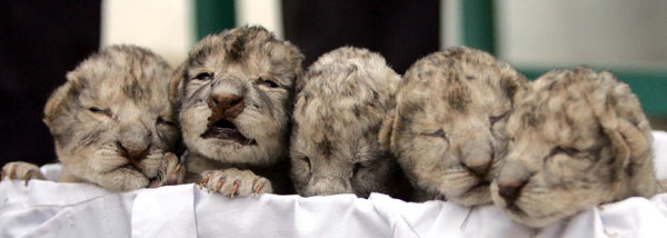 white lion cubs