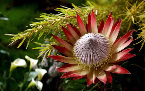 Cape Town, South Africa