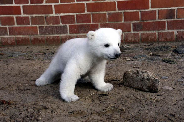 Knut the Polar Bear 