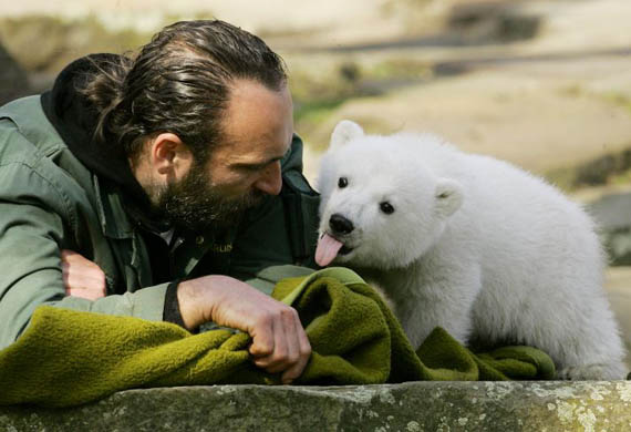Knut the Polar Bear 