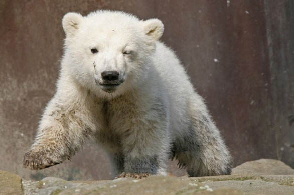 Knut the Polar Bear 