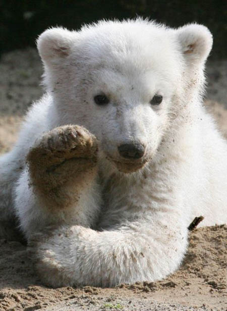 Knut the Polar Bear 
