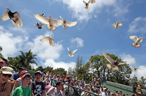Sydney bird show