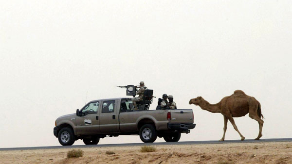 Karbala, Iraq: A camel follows an Iraqi army vehicle